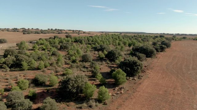 Dehesa, roble