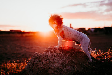 cute small jack russell terrier dog on a rock at sunset. Wearing a funny lion king costume on head....