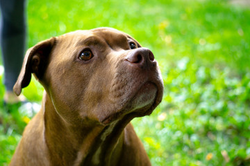 Red Pitbull Dog Face Close up