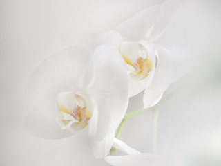 Fototapeta na wymiar Two white orchids with pale yellow pistiles on the pure white backgraund