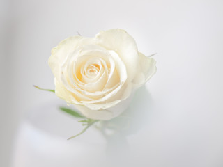 Isolated cream rose blossom on white background, almost without shadows, with pale green leaves and waterdrops 