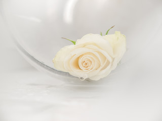 Isolated white rose blossom in a matt vase, almost without shadows, with pale green leaves and water drops