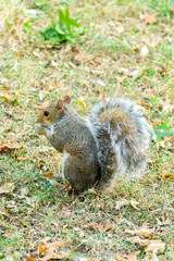 Eastern gray squirrel