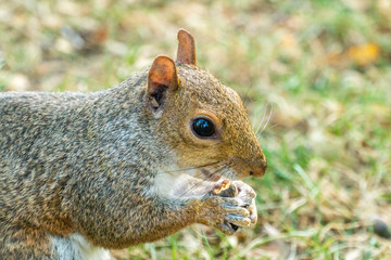 Eastern gray squirrel