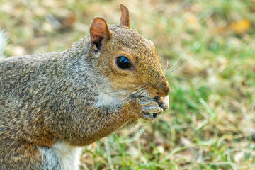 Eastern gray squirrel