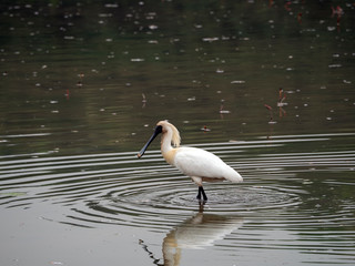 white spoonbill in the water