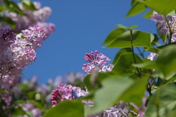 Garden. Flowers and trees