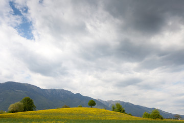 Tree and hill on cloudy day