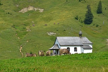 Fototapeta na wymiar cow, coat and small church with green fields