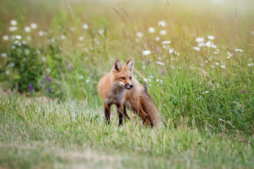 Red fox kit 