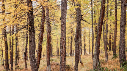 Forest of larch trees during autumn
