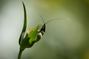 Closeup of a moth sitting on a flower, closeup