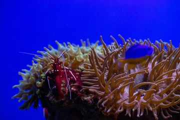 Lysmata debelius cleaner shrimp ocean life nature close up wild anemones aquarium hobby