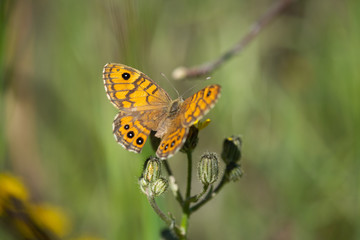 Fototapeta na wymiar Closeup of a butterfly sitting on a flower, closeup