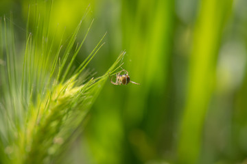 Closeup of a spider crawling on a spider web, closeup