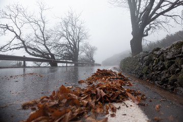 foglie secche cadute dopo la tempesta