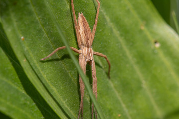 Closeup of a spider crawling on a green leaf, closeup