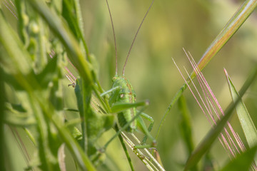 Closeup of a large grasshopper sitting seated in grass, closeup