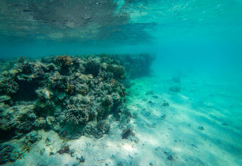 Fototapeta premium Underwater photo of coral reef and free space for your decoration 