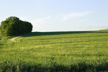 green field