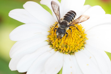 Honey Bee on Flower