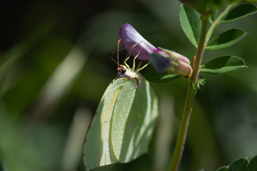Closeup of a butterfly sitting on a flower, closeup