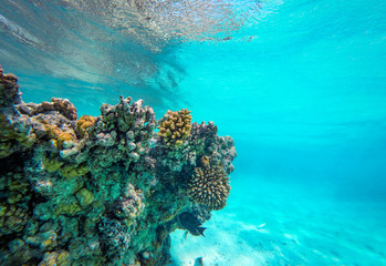 Underwater photo of coral reef and free space for your decoration 
