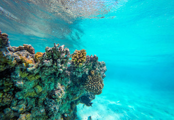 Naklejka na ściany i meble Underwater photo of coral reef and free space for your decoration 