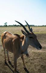 Beautiful single antelope nilgai or blue bull in wild steppe. Safari in the desert national bio Askania Nova, Ukraine.