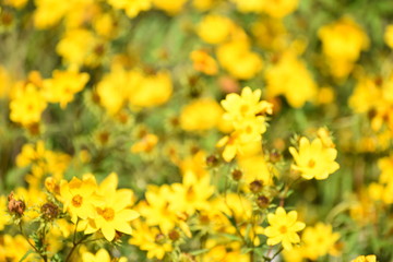 field of yellow flowers 2