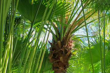 Hot Tropics - Palms and Florals