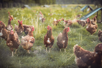 A huge flock of brown chickens roam freely in a lush green paddock