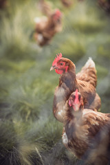 A huge flock of brown chickens roam freely in a lush green paddock