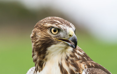 Fototapeta premium Red-tailed Hawk