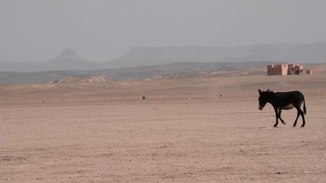 Wild donkeys walking in the sahara desert in Morocco. The air is oscillating because of the hot sand.