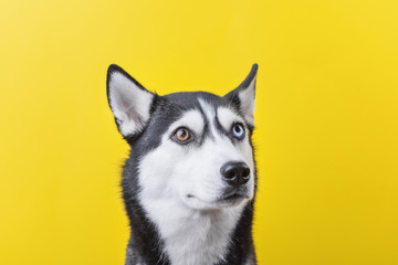 Portrait of a funny siberian husky dog with lazy-eyes on a yellow studio background, concept of dog emotions