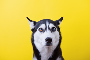 Siberian husky dog withfunny muzzle on the background a yellow studio background, concept of dog emotions