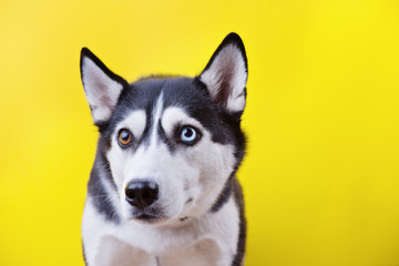 Siberian husky dog withfunny muzzle over a yellow studio background, concept of dog emotions