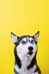 Portrait of a funny siberian husky dog with lazy-eyes on a yellow studio background, concept of dog emotions