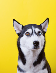 Siberian husky dog withfunny muzzle over a yellow studio background, concept of dog emotions