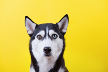 Funny siberian husky dog with bi-eyed look at camera on a yellow studio background, concept of dog emotions