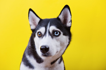 Funny siberian husky dog with lazy-eyes on a yellow studio background, concept of dog emotions