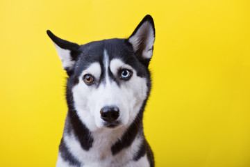 Portrait of a funny siberian husky dog with bi-eyed on a yellow studio background, concept of dog emotions