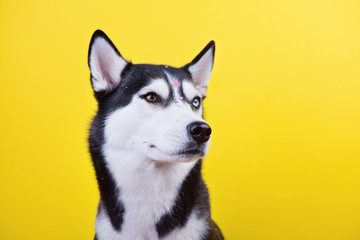 Seriously husky dog is amusingly angered by squinting his eyes under the scattering of festive confetti on the yellow studio background. concept of canine emotions