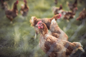 A huge flock of brown chickens roam freely in a lush green paddock