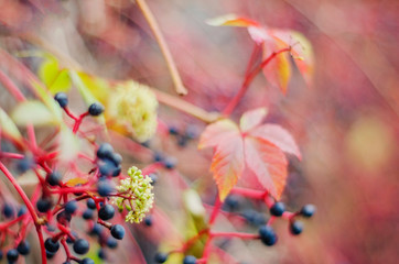 Colorful woodbine leaves and fruits in autumn scenery