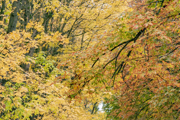 City skyline on an autumn day
