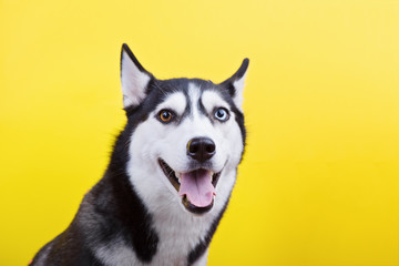 Cute bi-eyed husky dog smiling in studio on the yellow background, concept of dog emotions