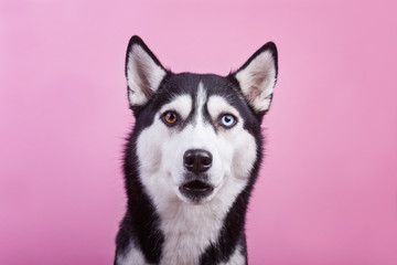 Obraz premium Zabawny leniwy pies husky ogląda zaskoczony, magenta studio tło, koncepcja psich emocji