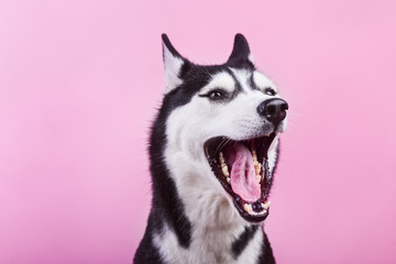 Funny bi-eyed husky dog is yawn, magenta studio background, concept of dog emotions